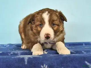 Mixed Breed dogs Lilac - Ad 24