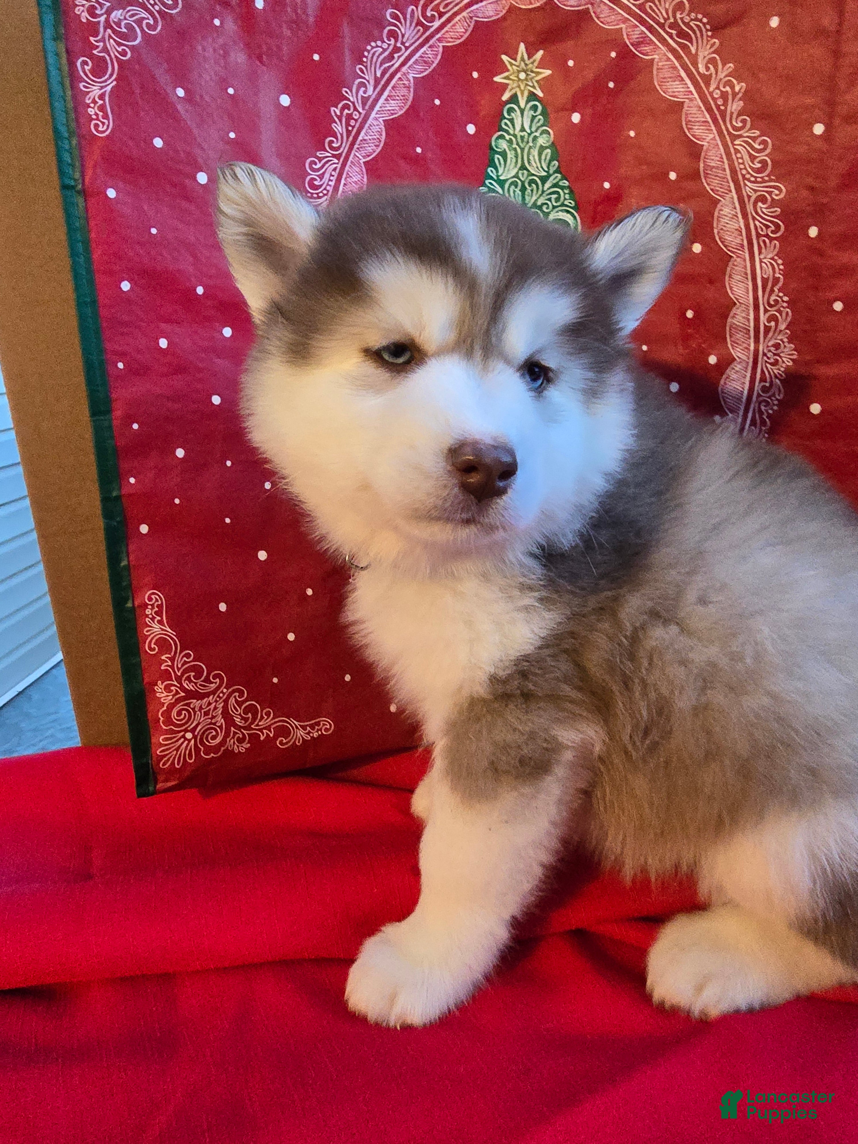 Pomsky dogs Maverick - Ad 8