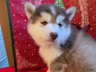 Pomsky dogs Maverick - Ad 8