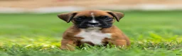 Boxer dogs for sale: Niki Boxer 4 - Ad 6