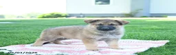 German Shepherd dogs for sale: Cola - Ad 3