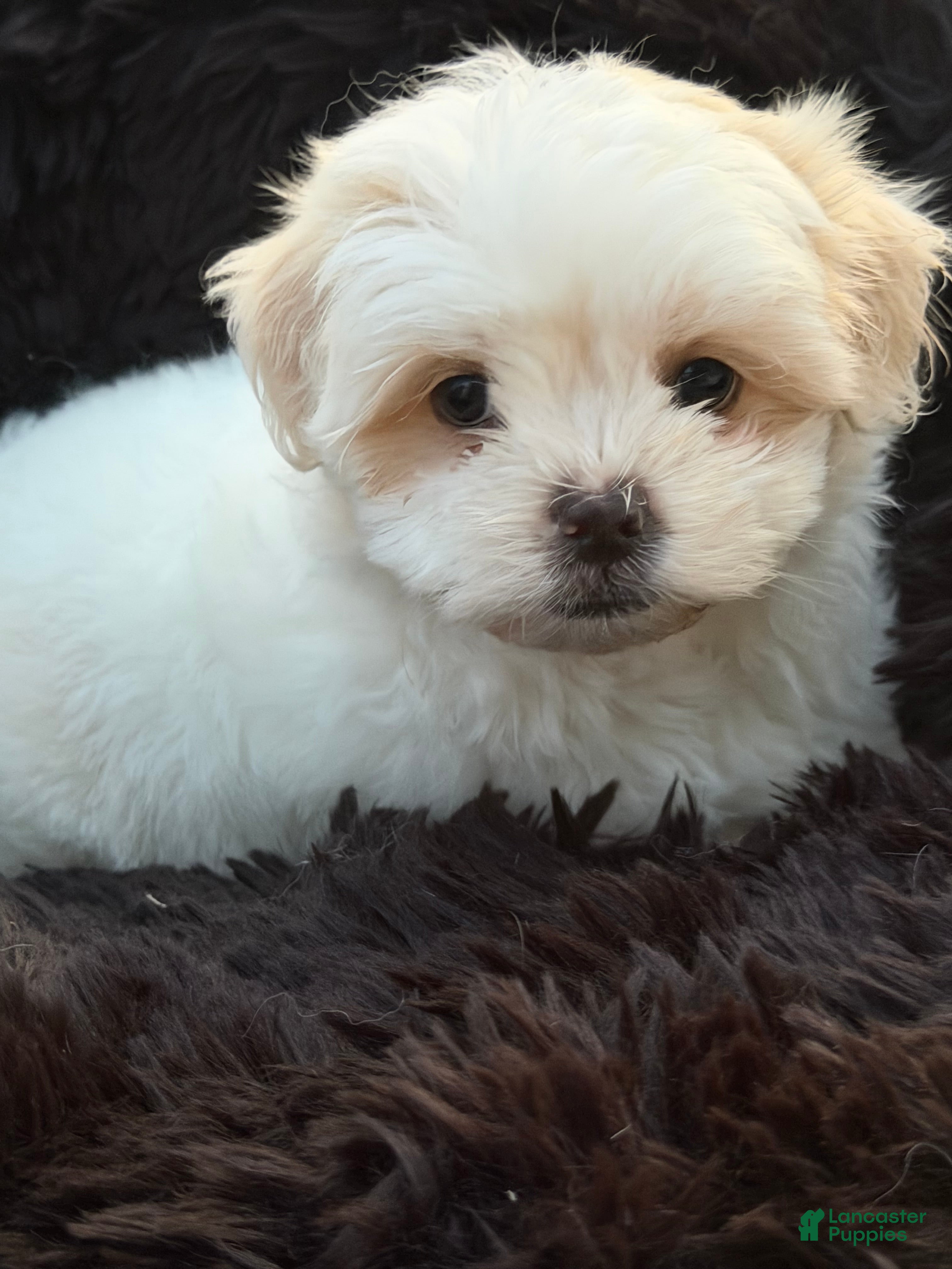 Malshi dogs Malshi Puppy 2 - Ad 7