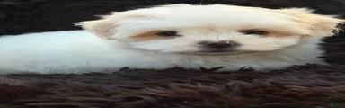 Malshi Puppy 2