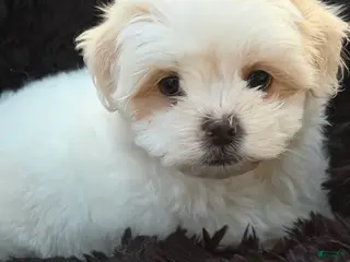 Malshi dogs Malshi Puppy 2 - Ad 5