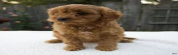 Cavapoo dogs for sale: Greta - Ad 4