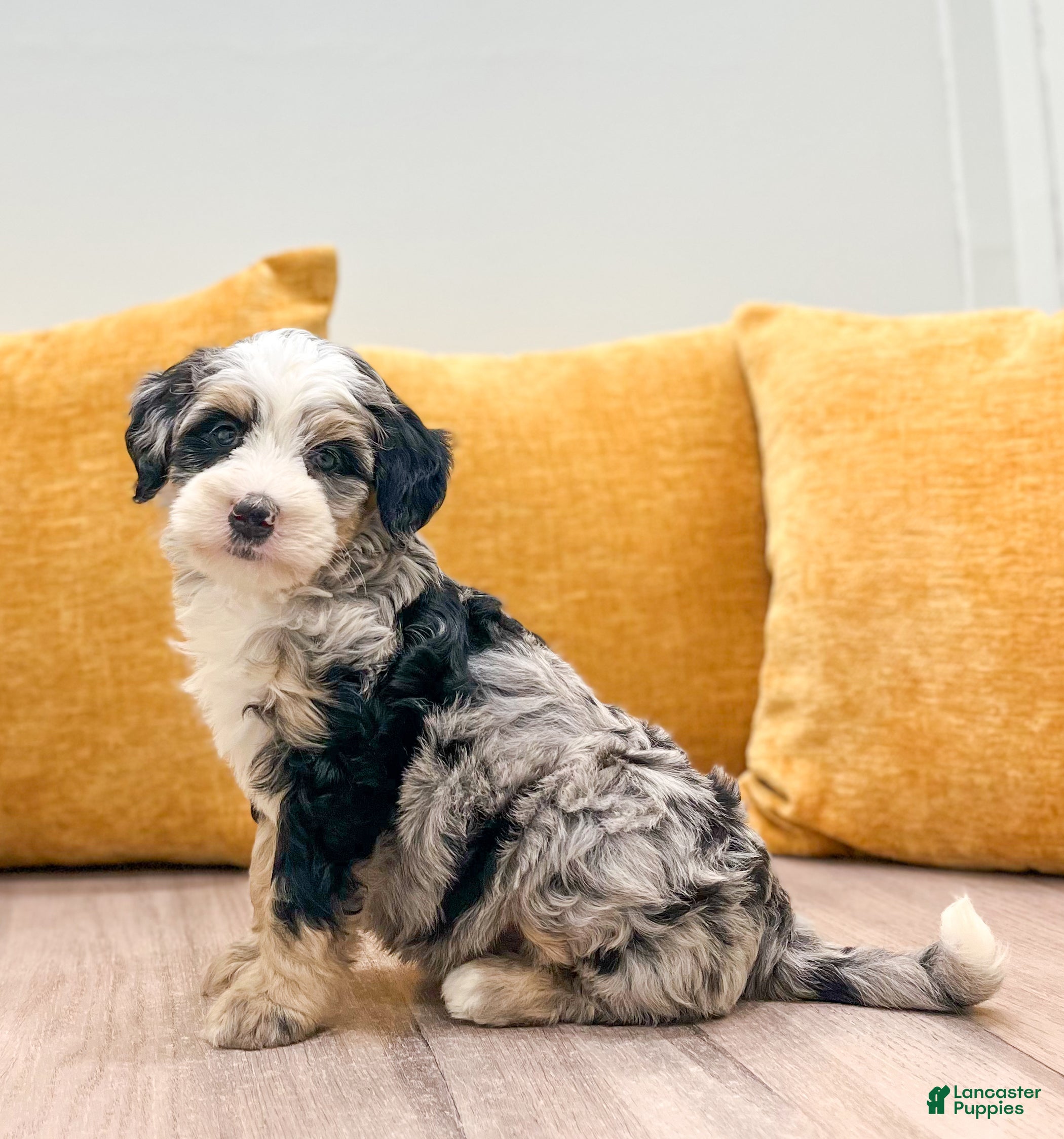 Mini Bernedoodle dogs Chloe - Ad 2