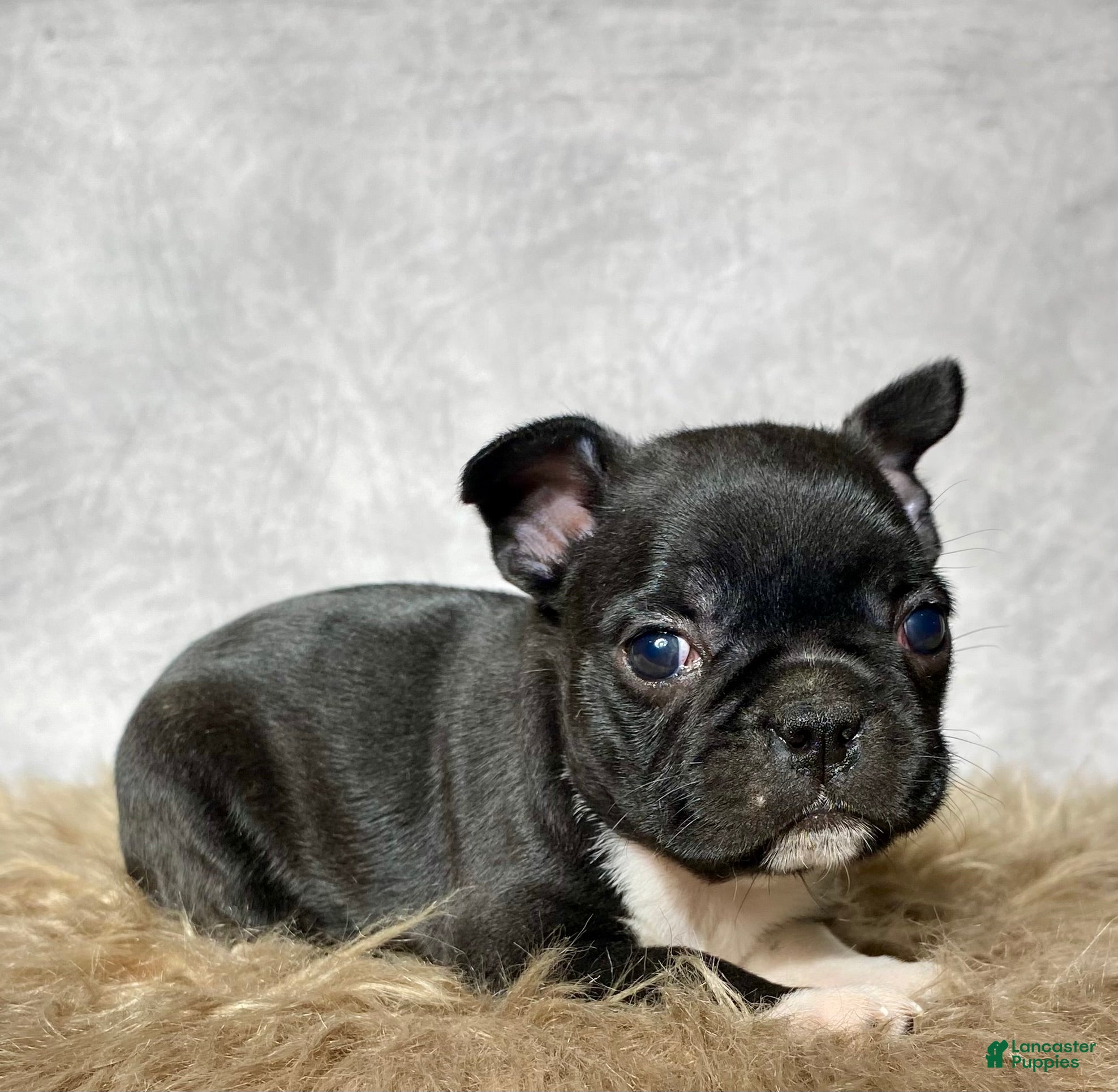 Mixed Breed dogs Miss Bella  - Ad 2