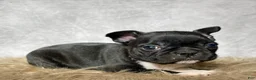 Mixed Breed dogs for sale: Miss Bella  - Ad 2