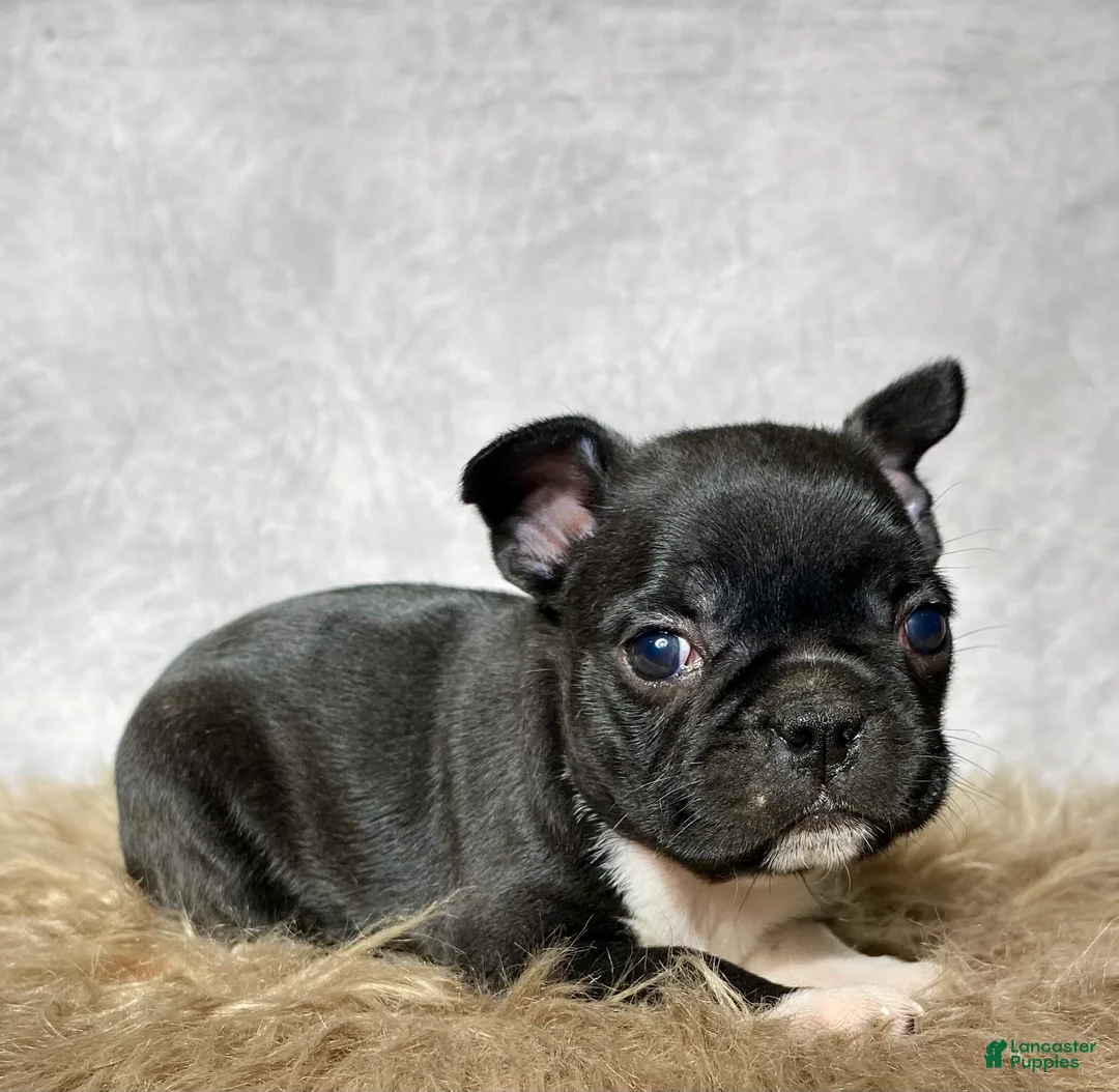 Mixed Breed dogs for sale: Miss Bella  - Ad 2