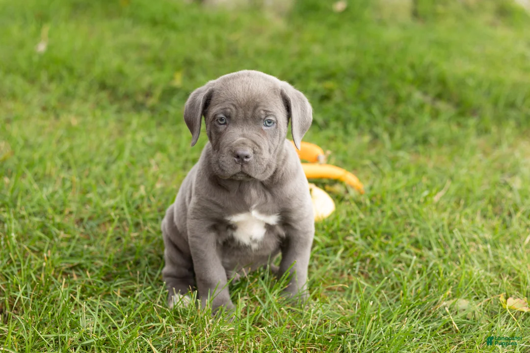 Cane Corso dogs for sale: Blue  - Ad 1