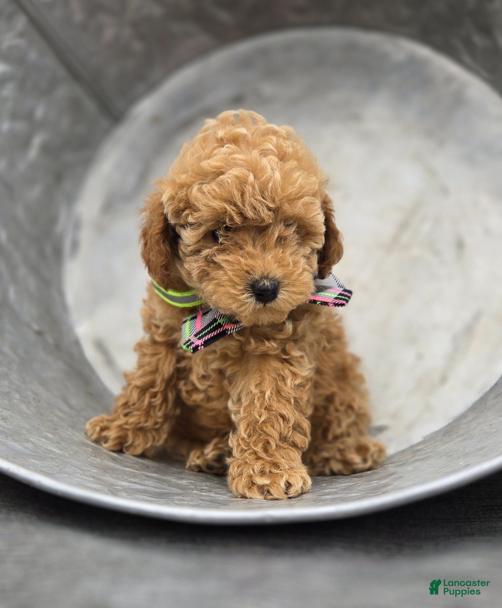Miniature Poodle dogs Beth - Ad 2