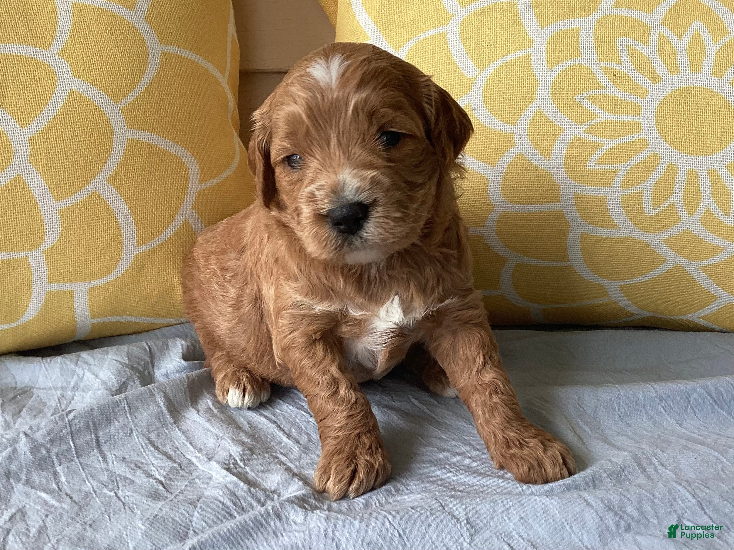 Mini Goldendoodle dogs Mini Goldendoodle “Benji” - Ad 1