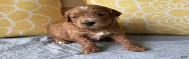 Mini Goldendoodle “Benji”