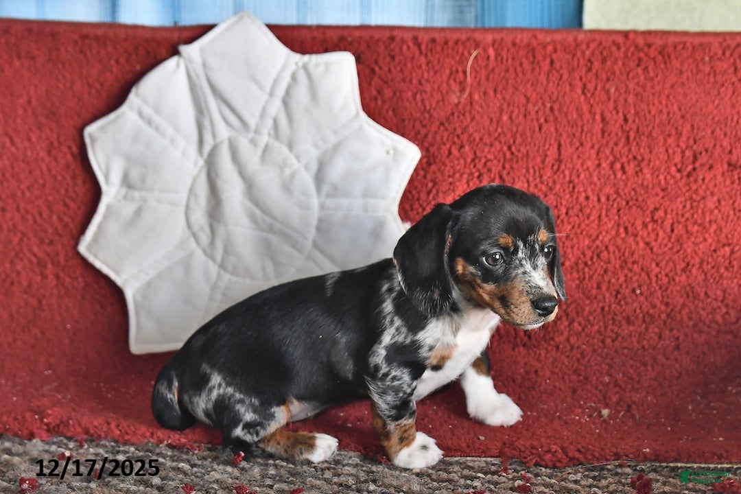 Dachshund dogs for sale: Rosie - Ad 3