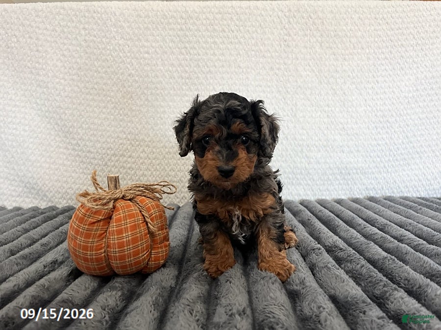 Cavapoo dogs Rusty - Ad 2