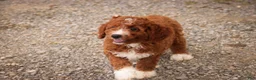 Cavapoo dogs for sale: Rory Cavapoo  - Ad 4