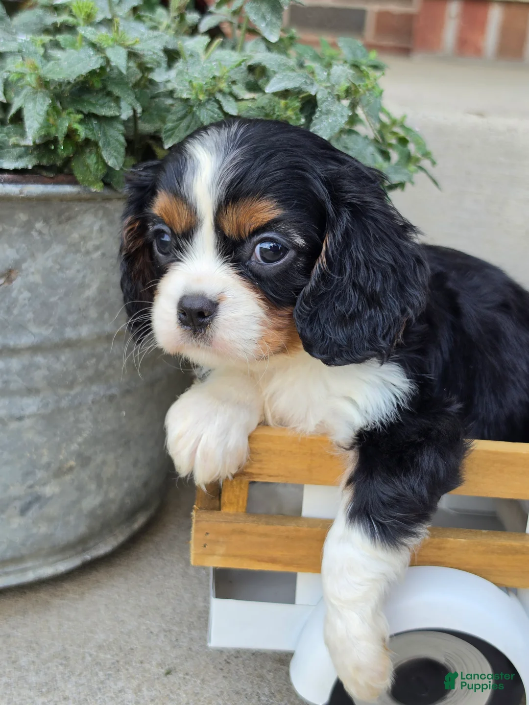 Cavalier King Charles Spaniel dogs for sale: lady - Ad 2