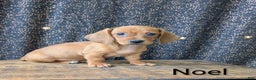 Dachshund dogs for sale: Noel - Ad 4
