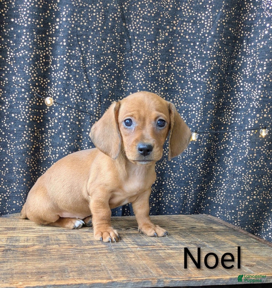 Dachshund dogs for sale: Noel - Ad 4