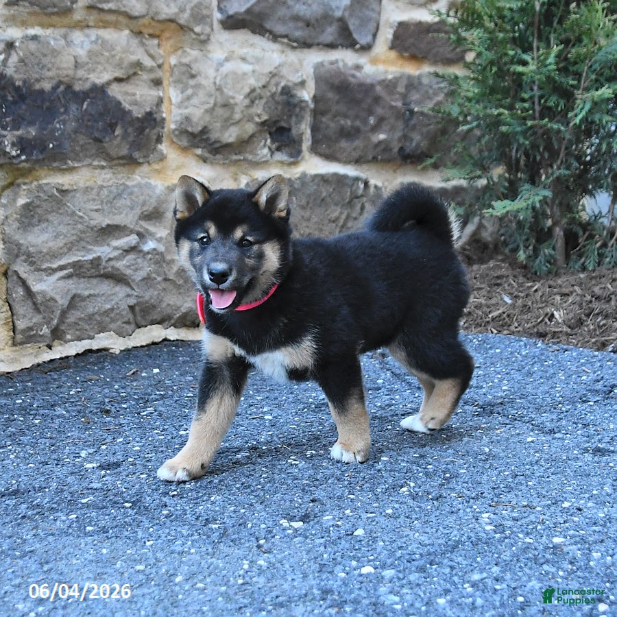 Shiba Inu dogs Shadow - Ad 1
