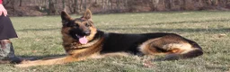 German Shepherd dogs for sale: Barney  - Ad 7