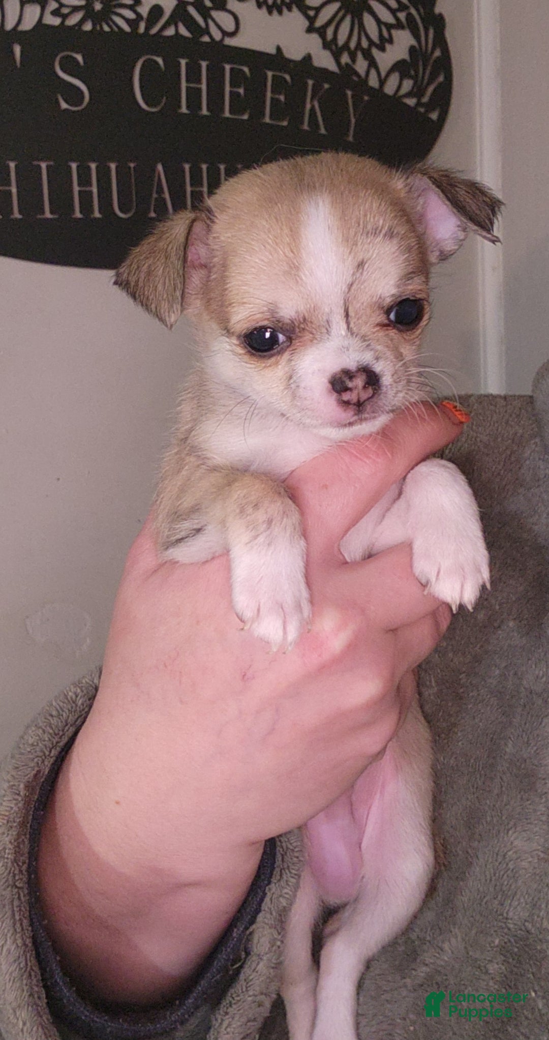 Chihuahua dogs for sale: Green - Ad 1