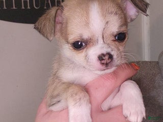 Chihuahua dogs Green - Ad 9