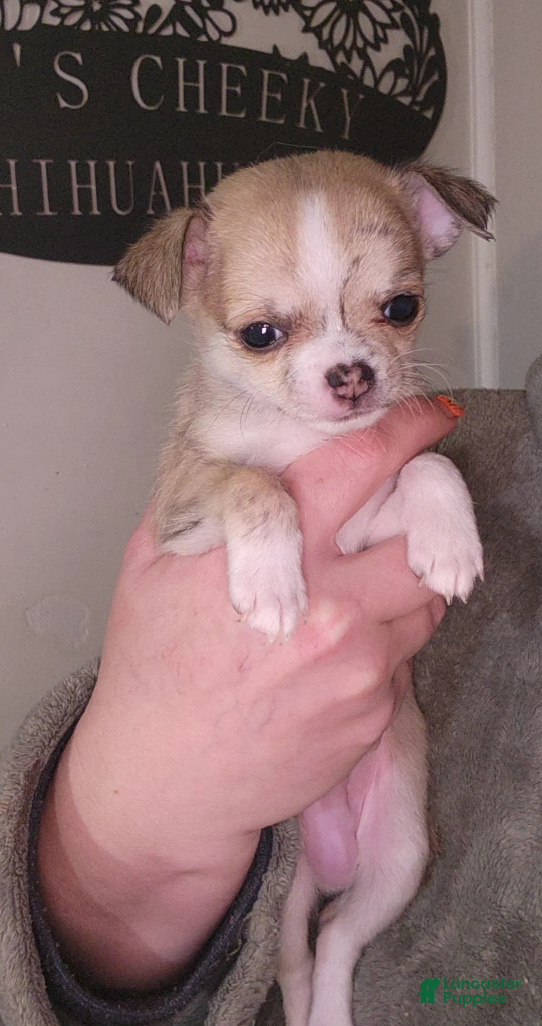Chihuahua dogs for sale: Green - Ad 1
