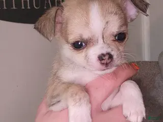 Chihuahua dogs Green - Ad 6