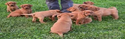 Labrador Retriever dogs for sale: Foxy - Ad 6