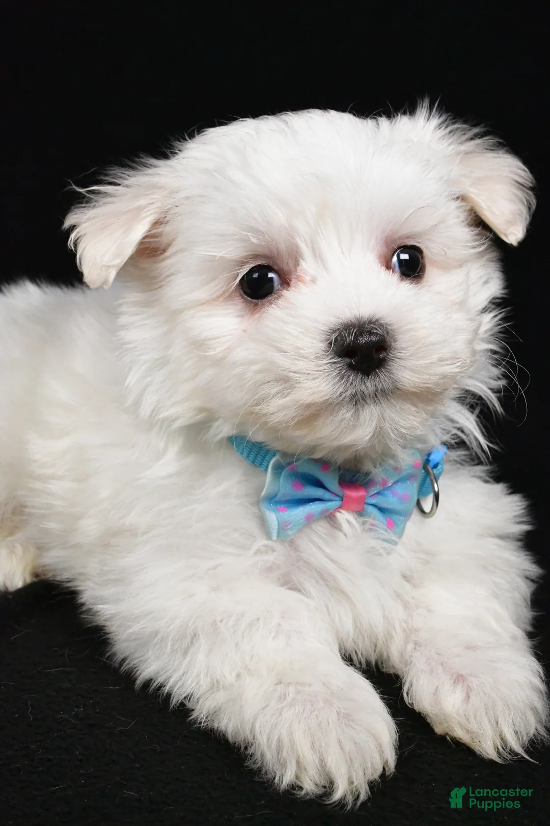 Maltese dogs for sale: Maddox - Ad 3