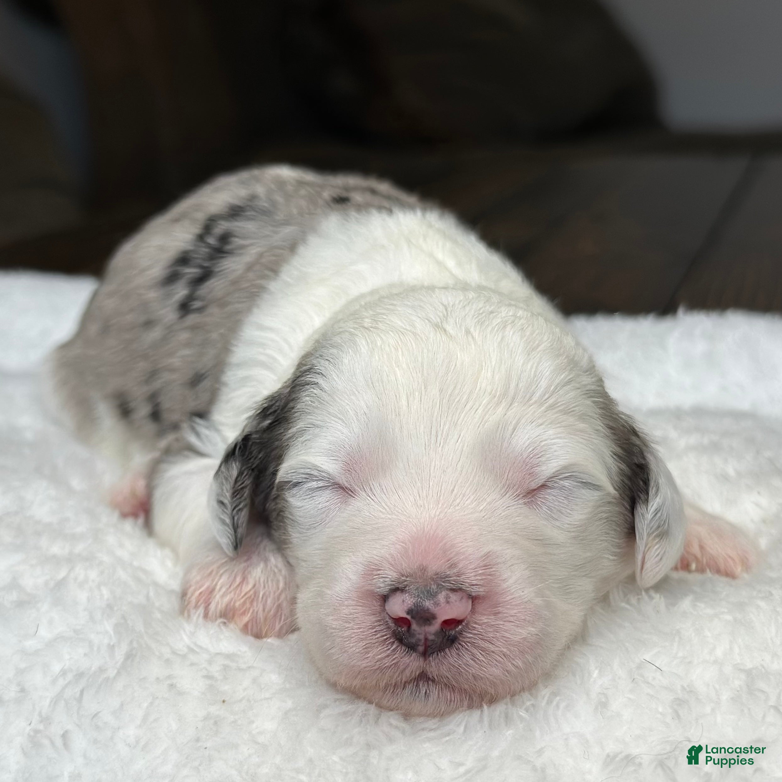 Sheepadoodle dogs Merle Female 1 - Ad 2