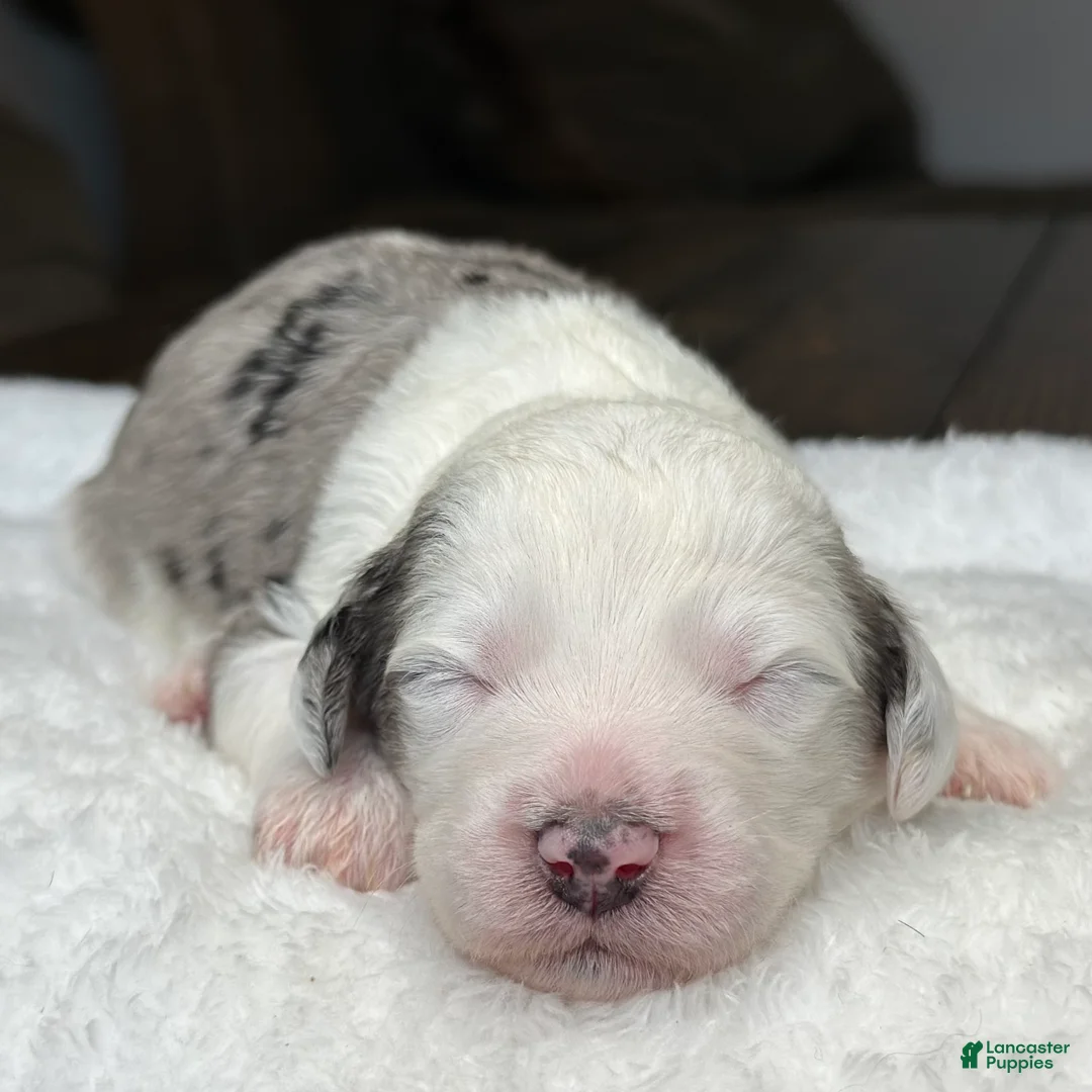 Sheepadoodle dogs for sale: Merle Female 1 - Ad 2