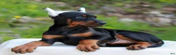 Doberman Pinscher dogs for sale: Archer  - Ad 3