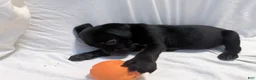 Cane Corso dogs for sale: Dean AKC green collar - Ad 17