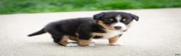 Mixed Breed dogs for sale: Grant - Ad 6