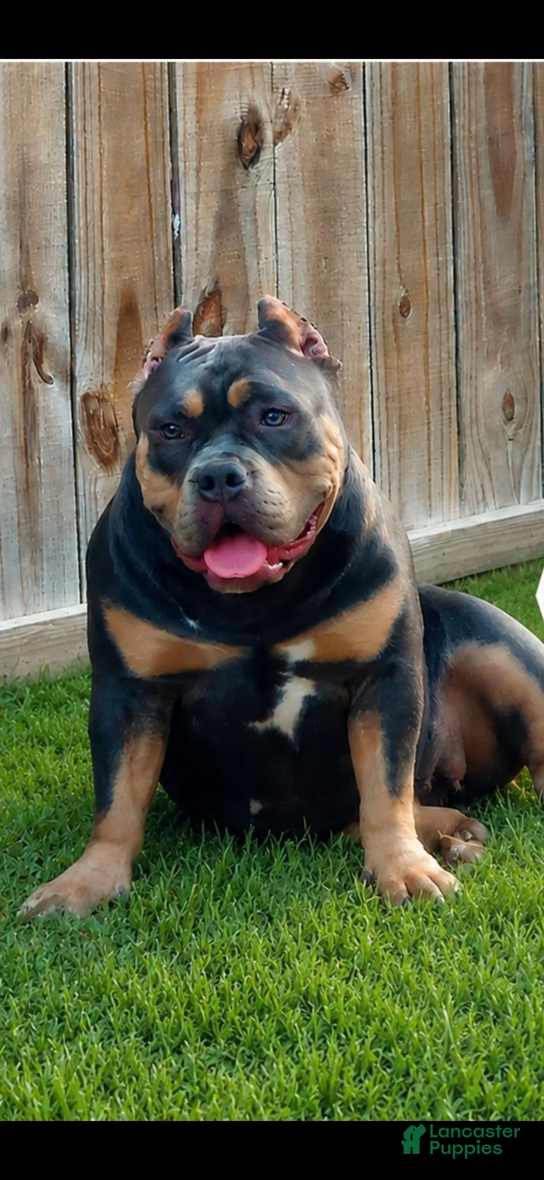 American Bully dogs for sale: American Bully 2 - Ad 2