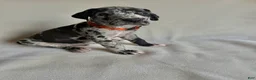 Great Dane dogs for sale: Teddy- orange  - Ad 6