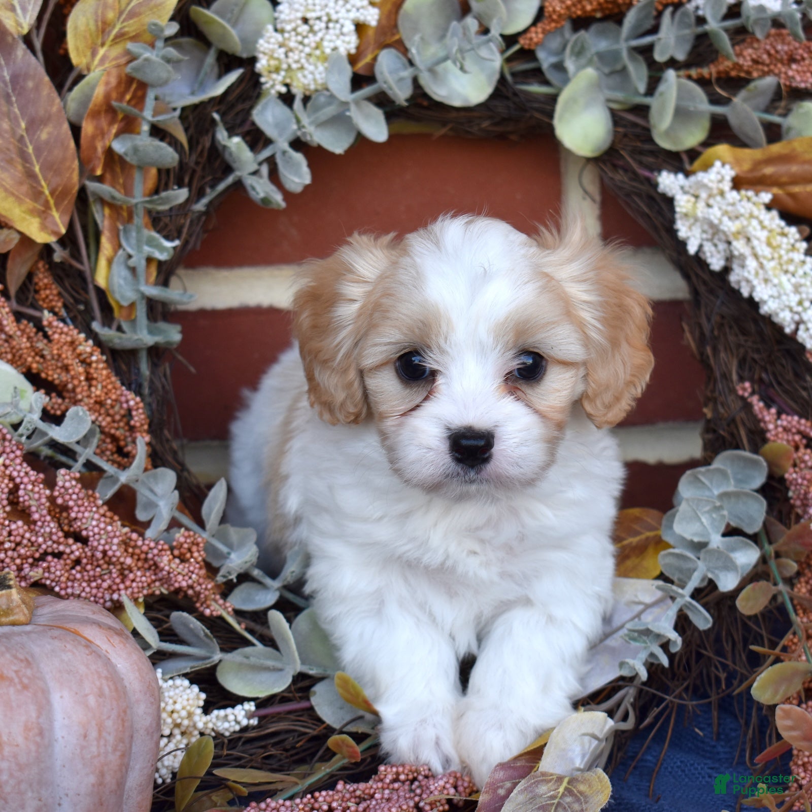 Cavachon dogs for sale: Chips - Ad 1