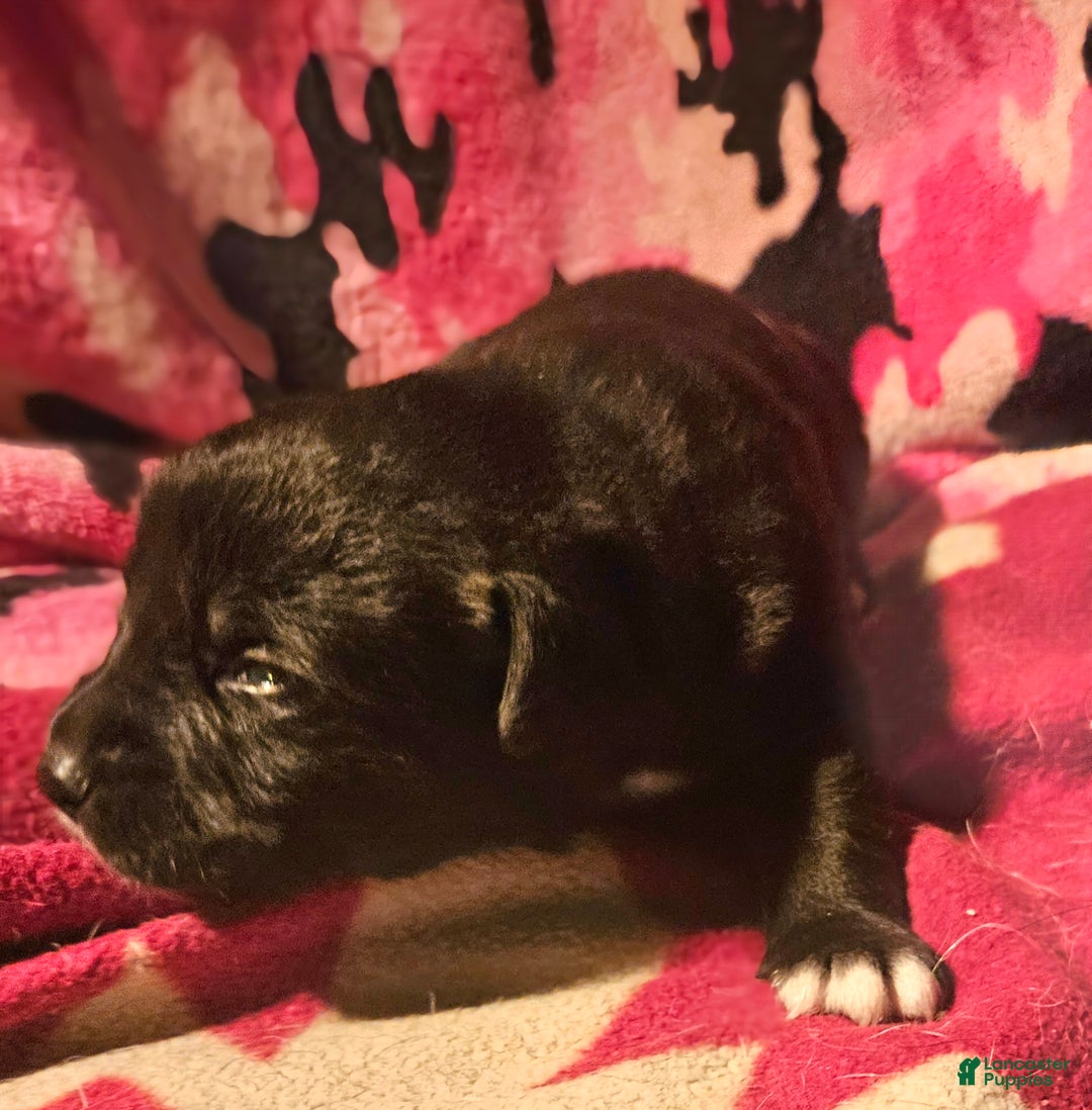 Border Collie dogs for sale: Joker - Ad 8