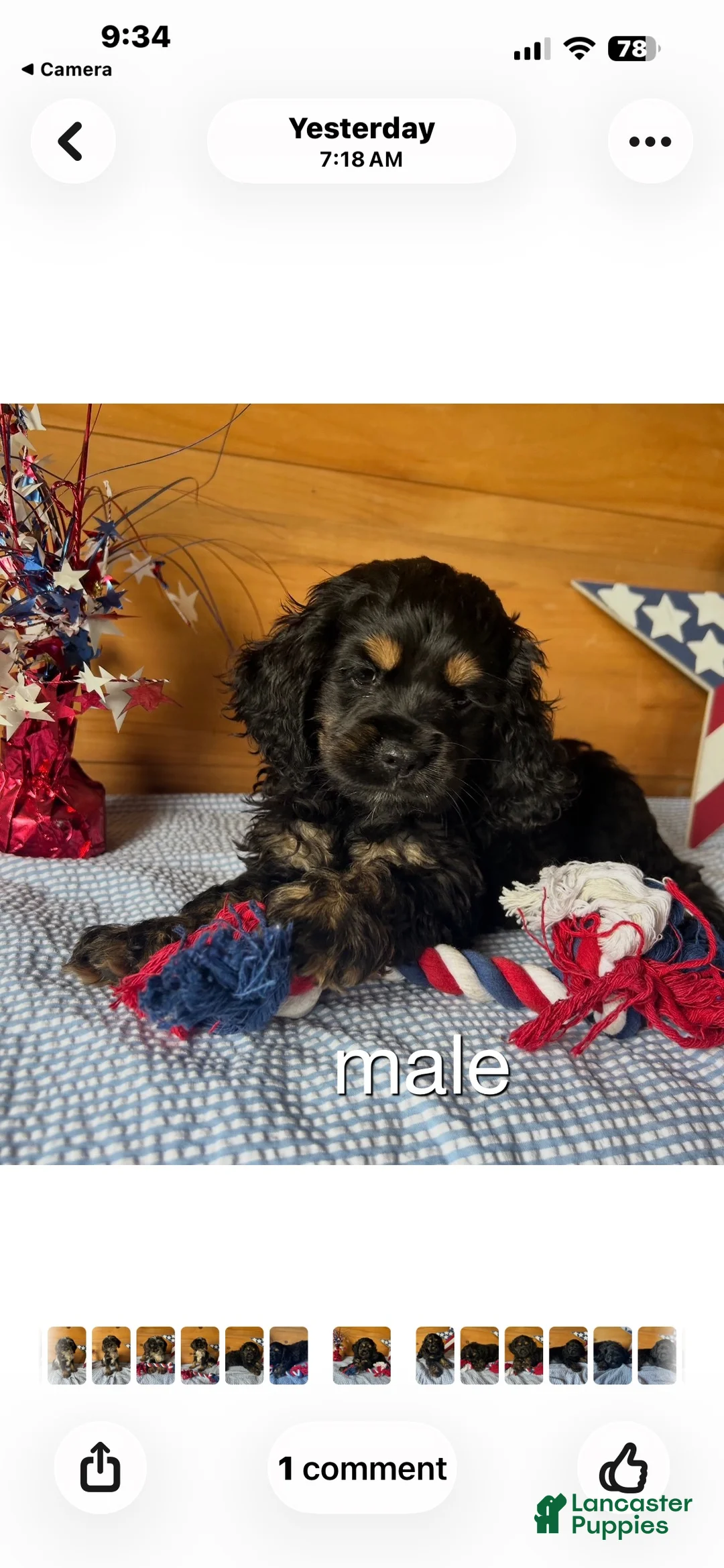 Cockapoo dogs for sale: Cockapoo 2 - Ad 1
