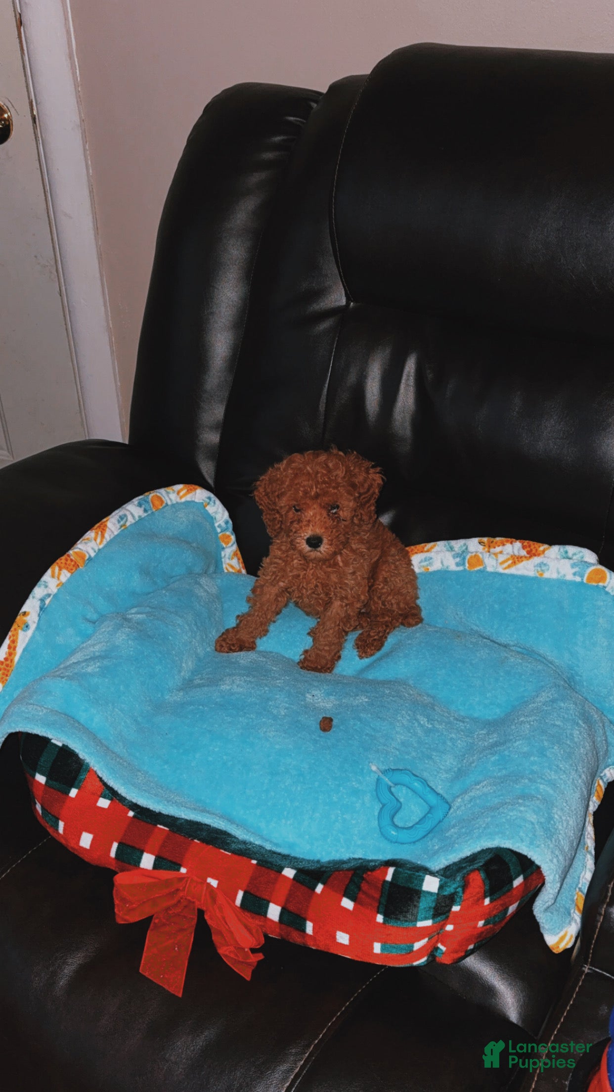 Toy Poodle dogs Toy Poodle Puppy 1 - Ad 1