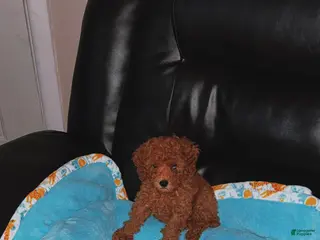 Toy Poodle dogs Toy Poodle Puppy 1 - Ad 38