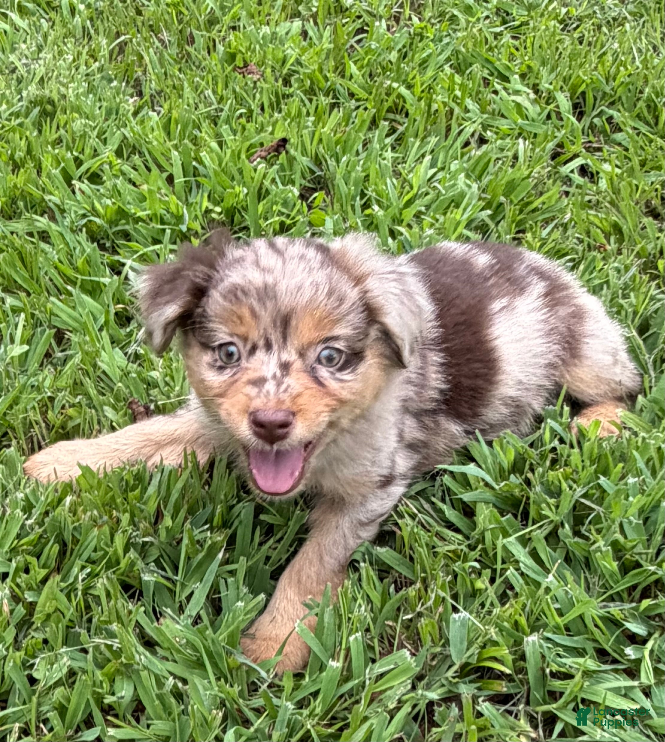 Miniature Australian Shepherd dogs Miniature Australian Shepherd 5 - Ad 1