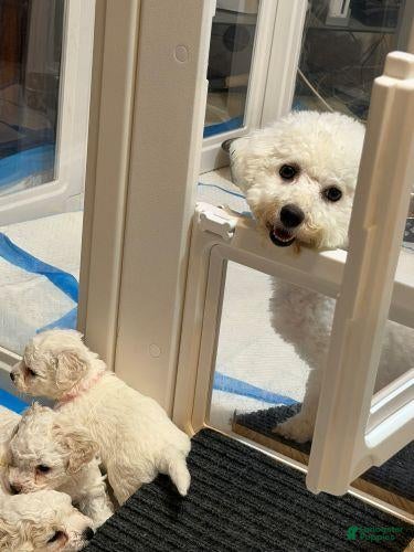 Bichon Frise dogs for sale: Orange Tag - Ad 2