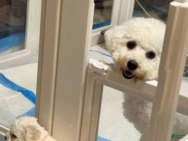 Bichon Frise dogs for sale: Pink Tag - Ad 2