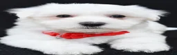 Maltese dogs for sale: Troy - Ad 4