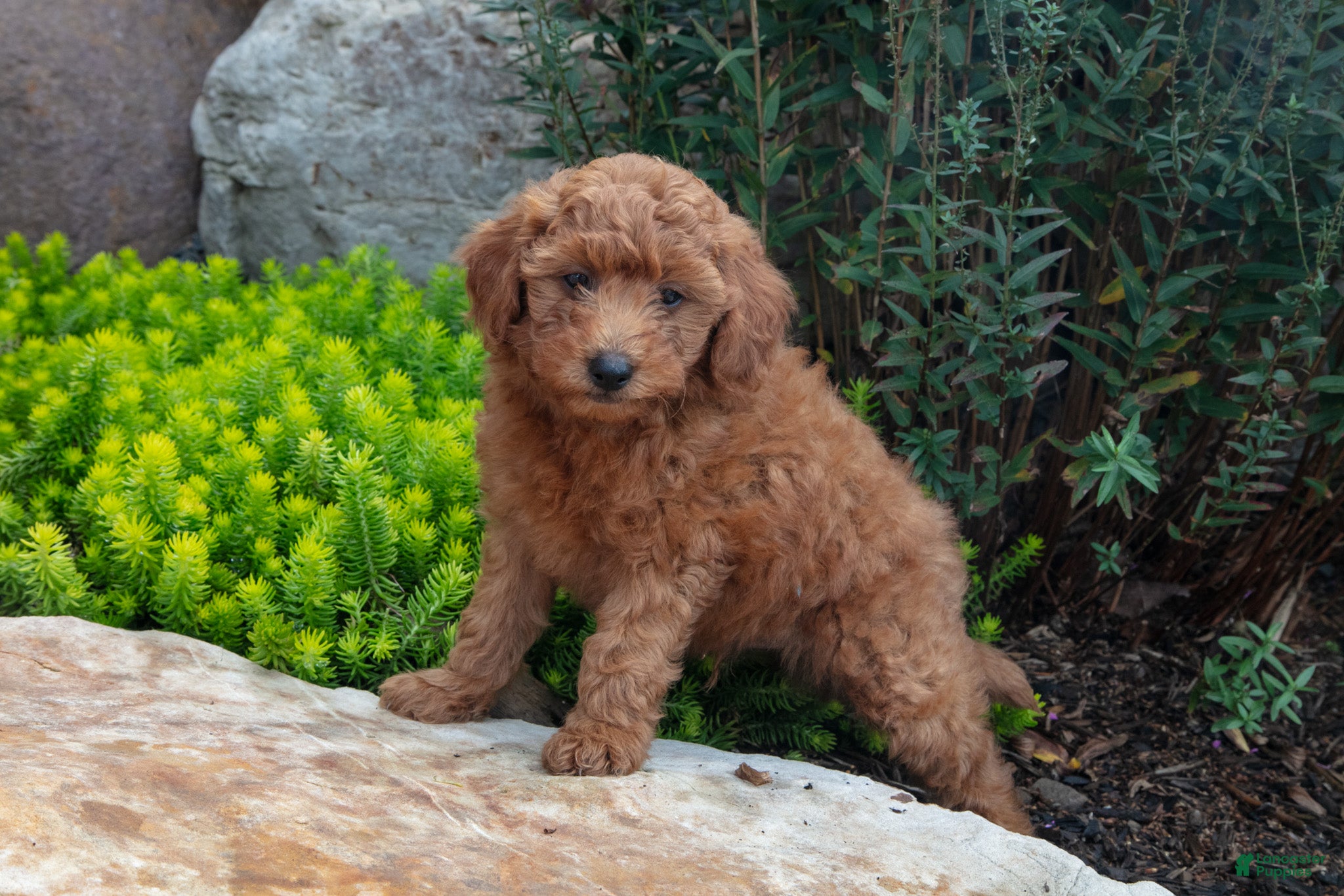Mini Goldendoodle dogs Trent - Ad 2