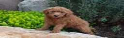 Mini Goldendoodle dogs for sale: Trent - Ad 2