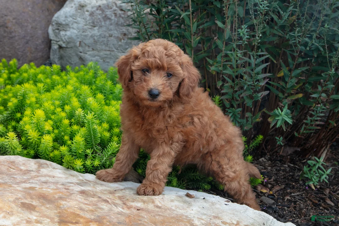 Mini Goldendoodle dogs for sale: Trent - Ad 2